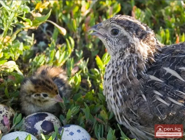 Обыкновенный перепел - Жалпы бөдөнө