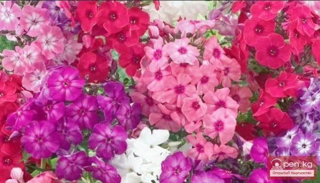 Рудбекия, Традесканция, Функция, Флоксы. Корневищные многолетники, зимующие в грунте Кыргызстана