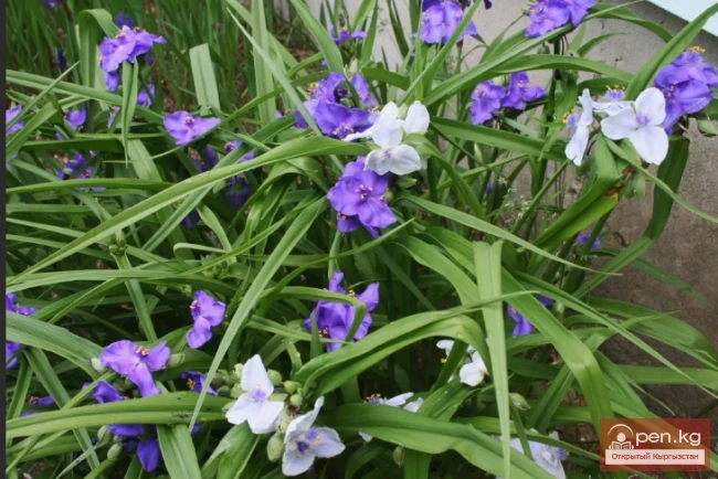 Рудбекия, Традесканция, Функция, Флоксы. Корневищные многолетники, зимующие в грунте Кыргызстана
