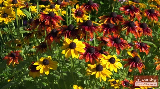 Rudbeckia, Tradescantia, Function, Phloxes. Rhizomatous Perennials Wintering in the Soil of Kyrgyzstan