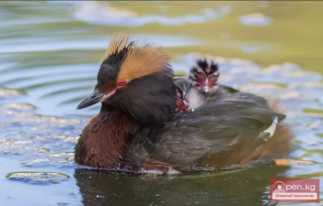 The title translates to "The Coot - The Aaram Duck."