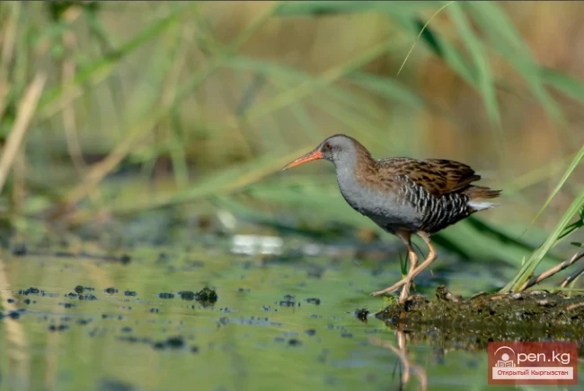 Погоныш - Погоюн