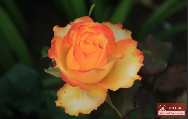 Roses. Rhizomatous perennials that winter in the soil of Kyrgyzstan