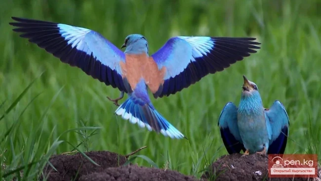 Сизоворонка - Kөк карга