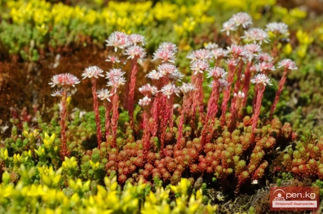 Natural Plants of Kyrgyzstan