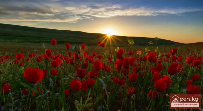 Природные растения Кыргызстана