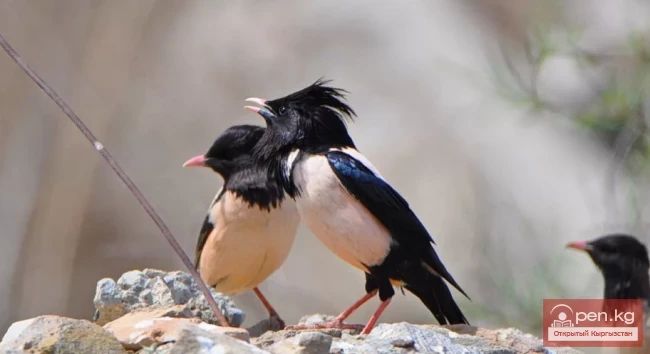 Скворец розовый - Пинк чыйырчык