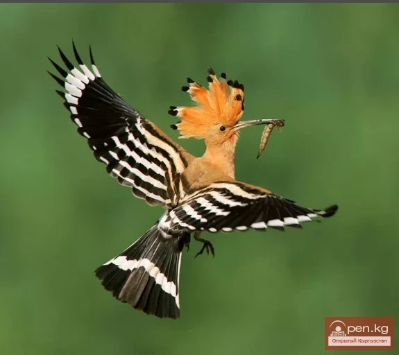 Hoopoe - Upupa
