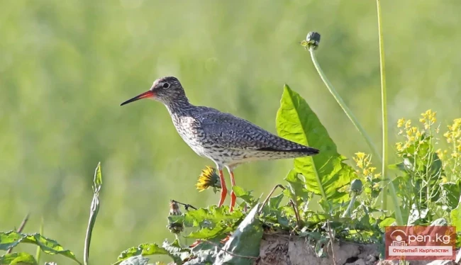 Травник - Чөптүн