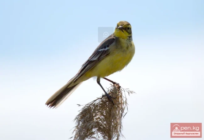 Трясогузка - Жылкычы
