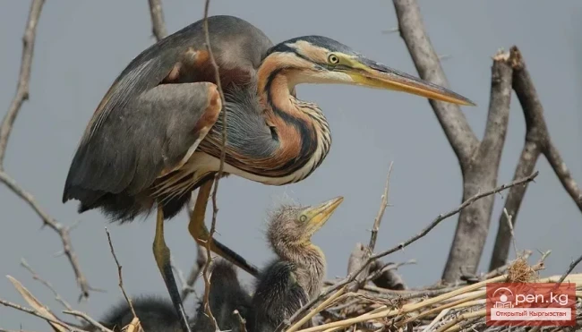 Цапля - Кытан