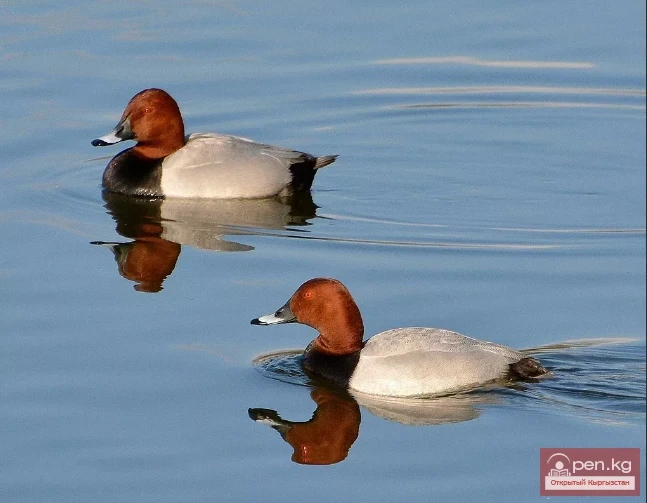 Нырок кызылбаш - өрдөк