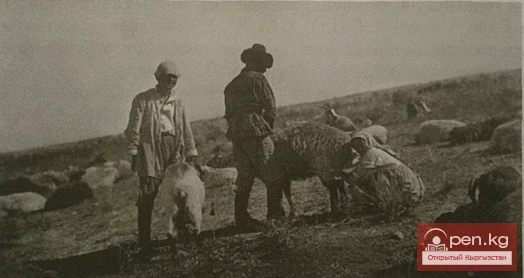 Койду сауып жатышат. Кыргыздар. Каракол кантону. Кыргыз ССРинин Борбордук музейинен алынган. 1930-жыл.