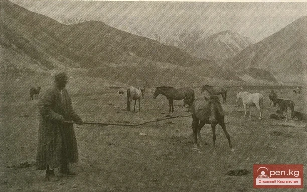 Така дарыясында аттарды кармоо. Алай өрөөнү. Кара-кыргыздар. 1901-жыл. Жыйноочу СМ. Дудин.