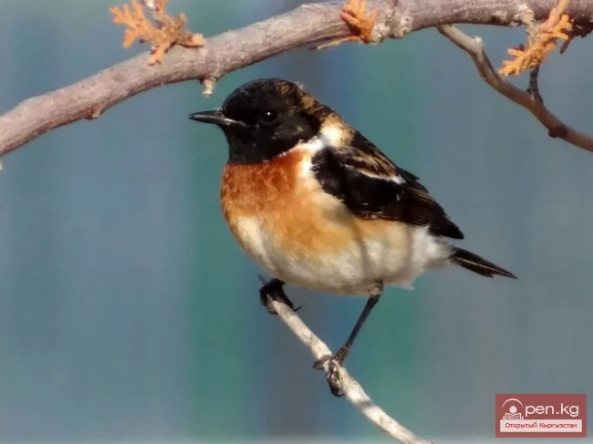 Чекан черноголовый - Кара-штамптоо