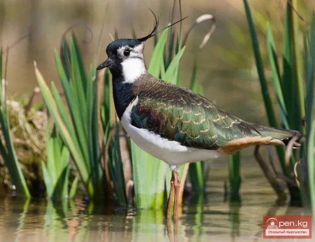 Чибис - Эпүп