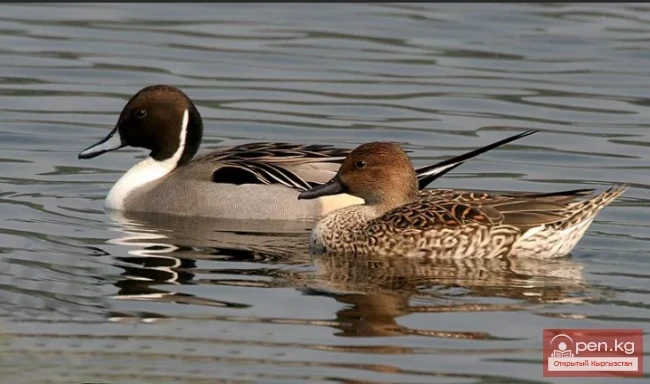 Shilokhvost - Long Tail