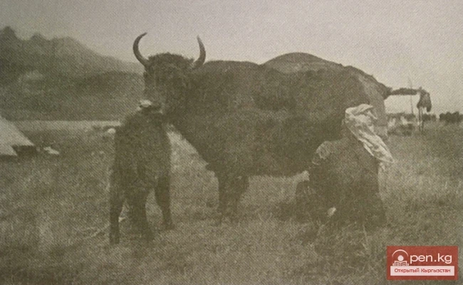 Як доо. Кыргыздар. Ош облусу. Алай өрөөнү. Кыргызстан.