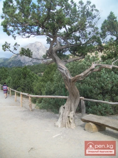  How to Quickly Start a Fire While Hiking in the Mountains of Kyrgyzstan