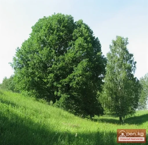  How to Quickly Start a Fire While Hiking in the Mountains of Kyrgyzstan