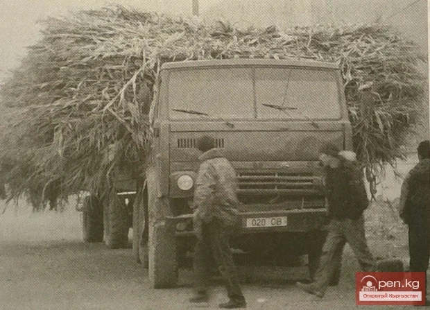 Сатуу үчүн кукуруз сабагынан жасалган грубый корм. Ош облусу, Гулче айылы. 2008 жыл. Фото А. 3. Жапарова