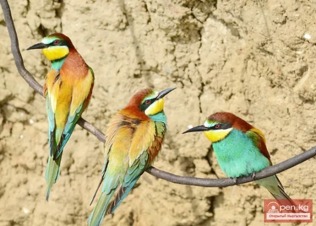 Щурка золотистая - Алтын аары-жегич