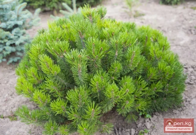  How to Quickly Start a Fire While Hiking in the Mountains of Kyrgyzstan