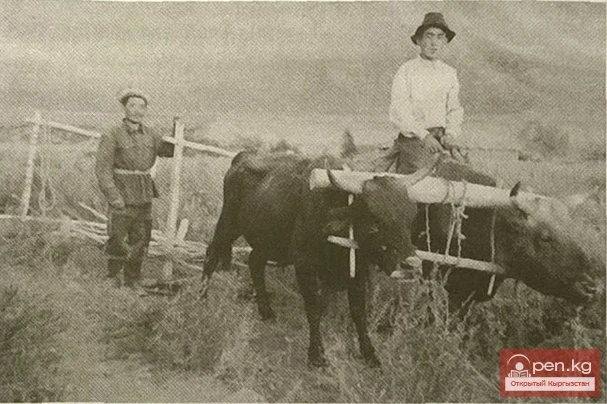 Haymaking with a harness. Lenin Collective Farm, Aigyr-Dzhalsky Village Council, Chatkal District, Talas Region. 1955.