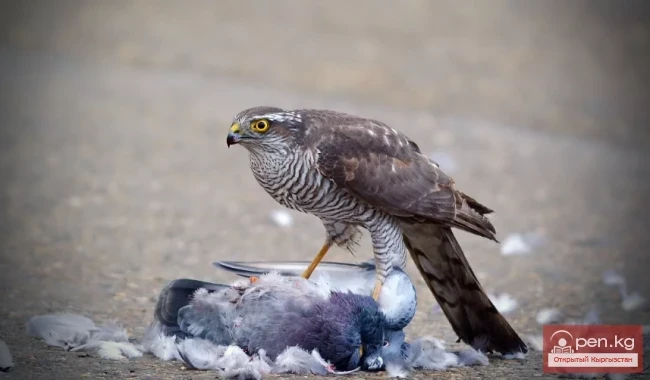 Ястреб-перепелятник - Ястреб кыргый