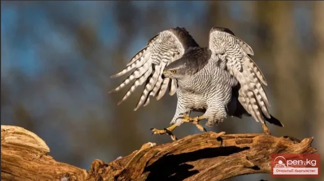 Ястреб-тетеревятник - Самка-куш, самец- чүйлү