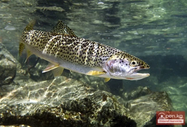 Амударьинская форель в водоёмах Кыргызстана