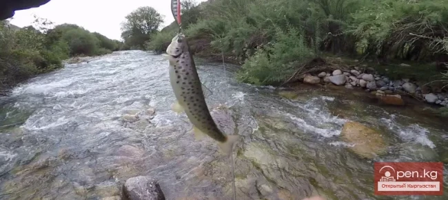 Рыбалка на горных реках Кыргызстана