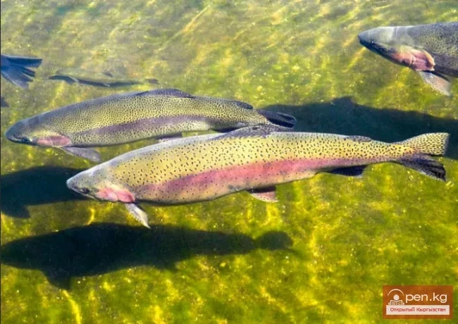 Радужная форель - Кубулжума