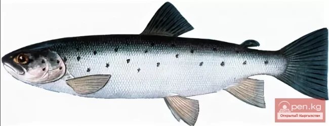 Trout Hegarkuni at Issyk-Kul