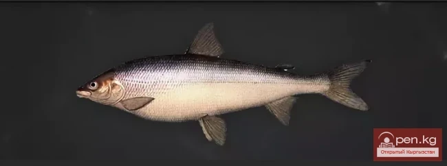 The title translates to: "The Sig Ludoha in the Water Bodies of Kyrgyzstan."