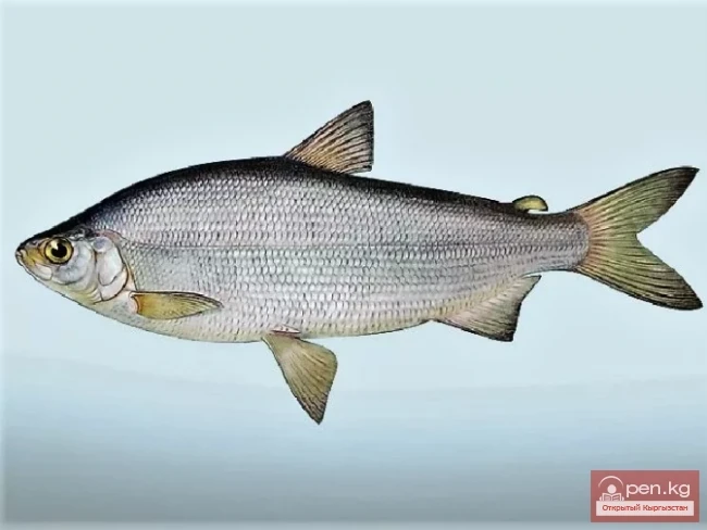 The title translates to: "The Pelyad, Inhabitant of the Lakes Issyk-Kul and Son-Kul."