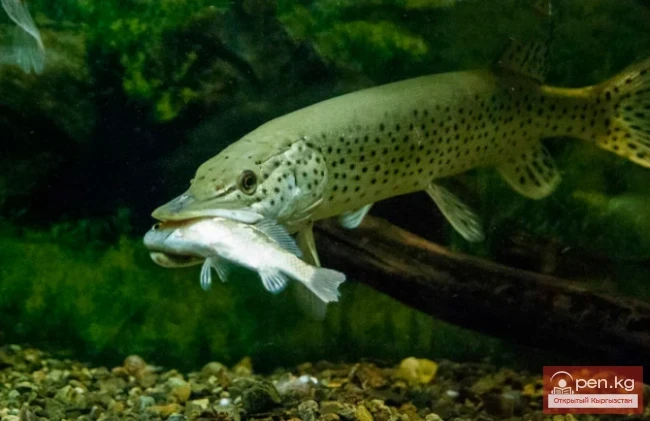 Щука обыкновенная - Чортон, ордок баш