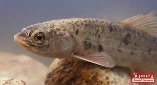 Tian Shan Scaly Osman - Tian Shan Turquoise Blue Carp