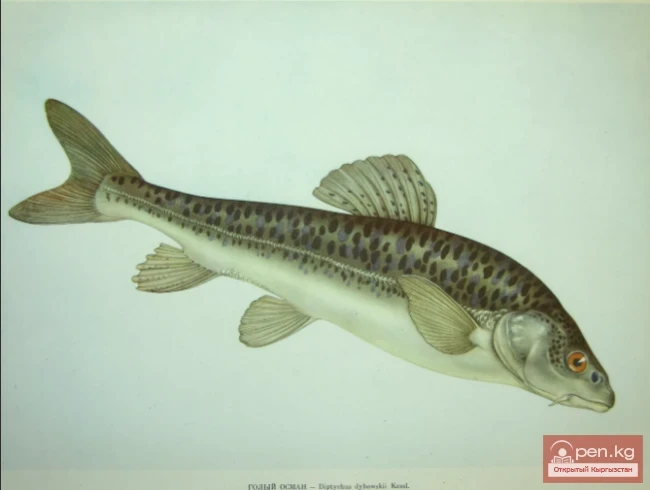 Таласский голый осман - Талас көк чаары