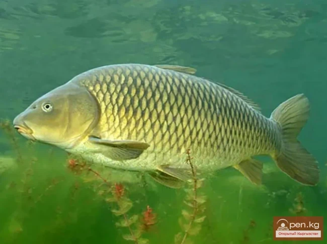 Сазан - сазан, карп