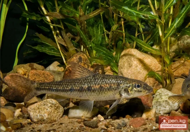 Пескарь - Кадимки ит мурут