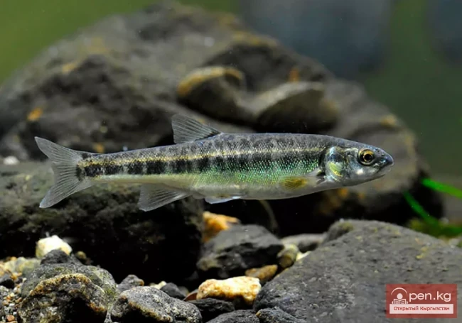 Гольян - Көркөм күмүш чабак