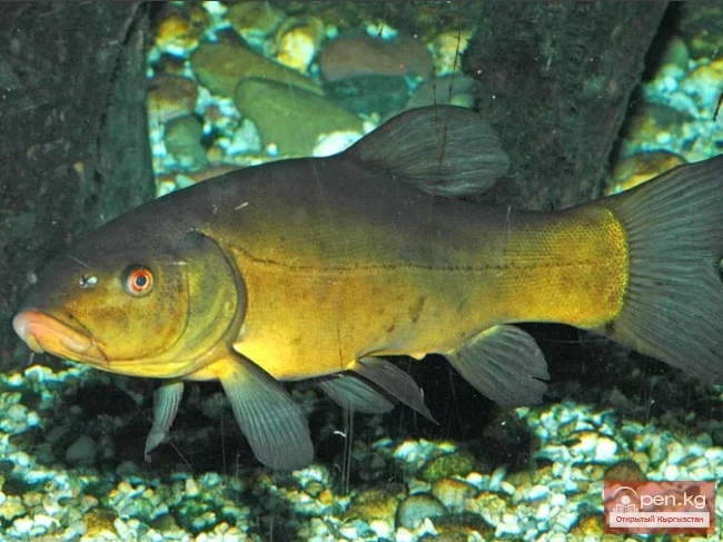 Линь - Кубулма, кара балык