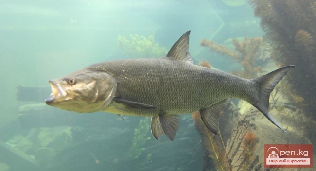 Жерех щуковидный, лысач - Кашка, Чортон сымак кой балык