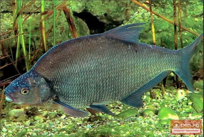 Eastern bream - Chyghys tyrany
