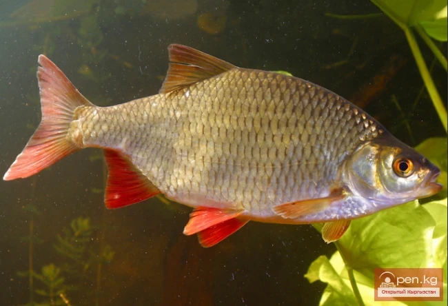 Красноперка - Кызылканат