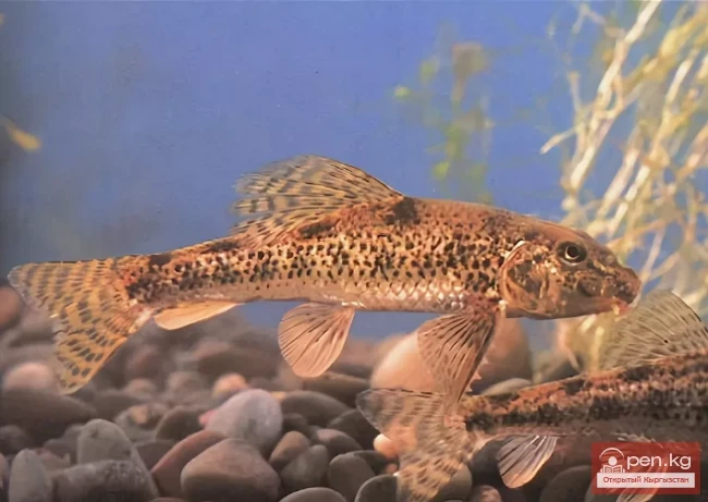 Abbott's River (Amur False Loach, Chinese False Loach) - Darya Abbottinasa