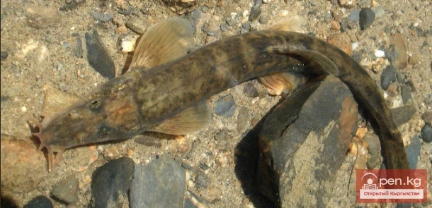 Tibetan Golde - Tibetan Dog of the Chabag Type