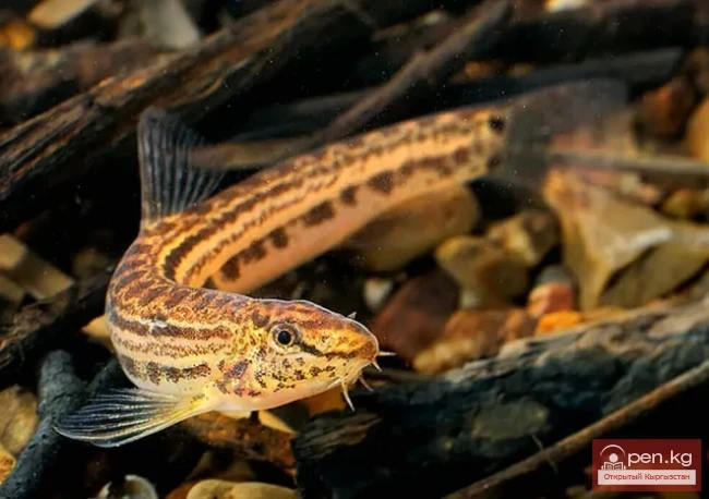 Aral Shchypovka - Aral Chyirma Fish