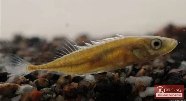 Колюшка девятииглая - Жазы курсак тикен канат